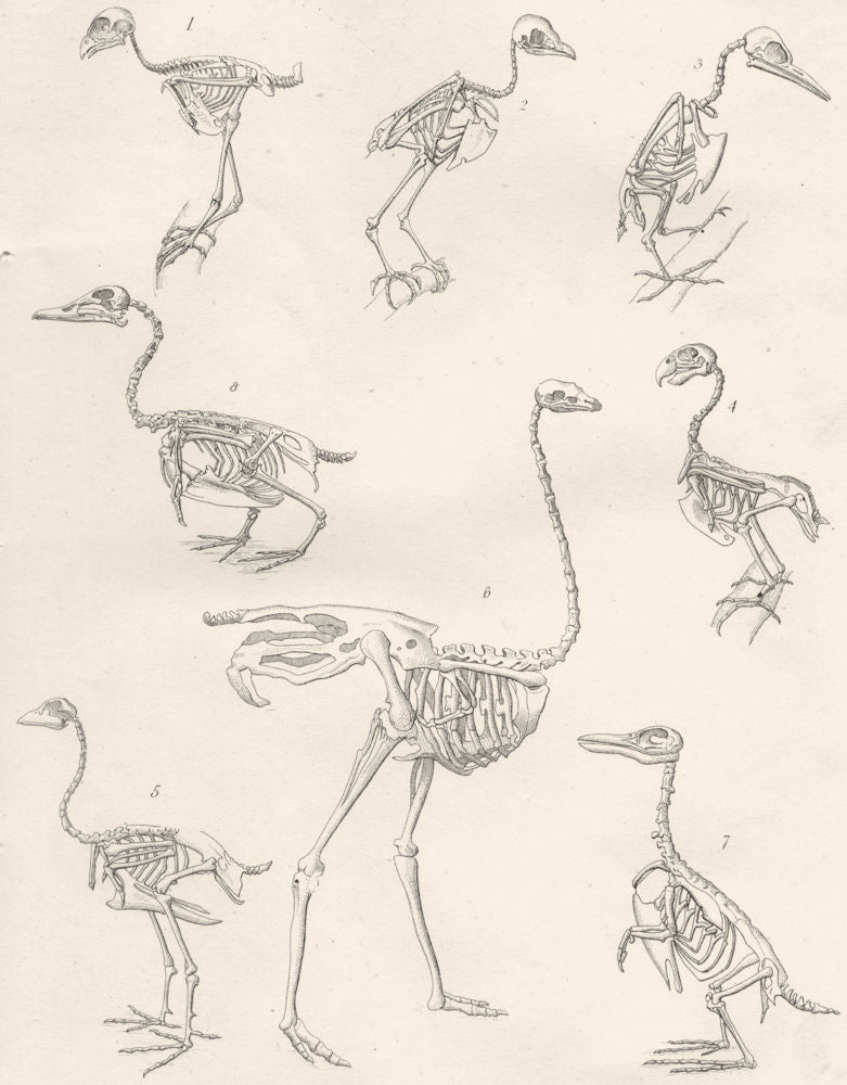 BIRD SKELETONS.Merlin;Barn Owl;Woodpecker;Maccaw;Cmn Cock;Ostrich;Duck 1880